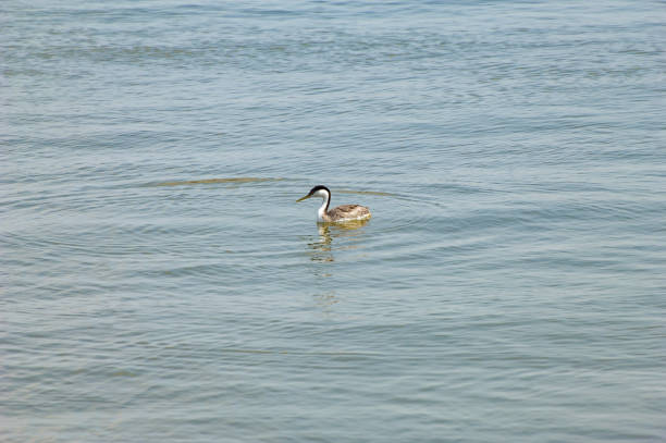 istock Seabirds of Ventura California 1207760167