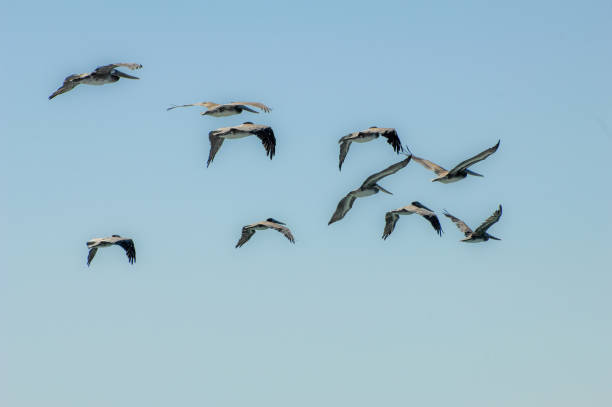 istock Flock of Pelicans 1207760340