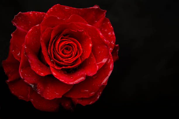 istock Red rose with water drops closeup view with black banner template 1207760465