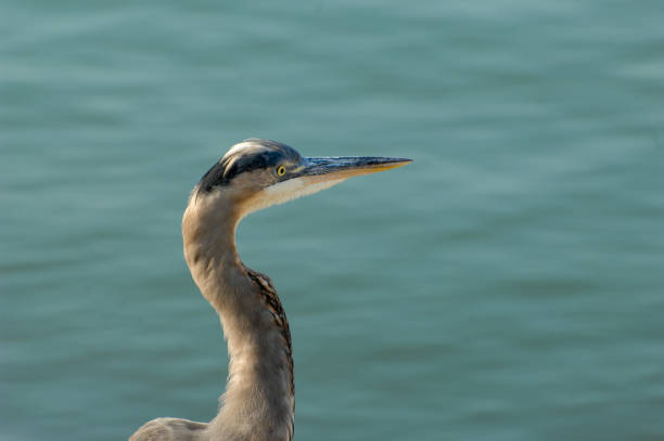 A blue heron poses for a picture alongside the harbor in Ventura, California.  The birds of the harbor make for a stunning view adding to the surrounding beauty.