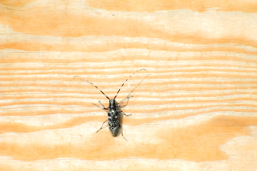 Picture of an Alaskan spruce beetles a pine board background