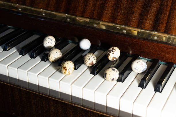 quail eggs on piano keys as symbol of easter and music - chicken egg audio imagens e fotografias de stock