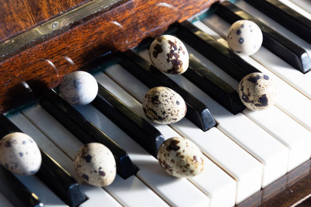 quail eggs on piano keys as symbol of easter celebration - chicken egg audio imagens e fotografias de stock