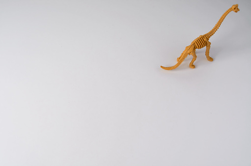 A diplodocus dinosaur skeleton toy of plastic on white background.