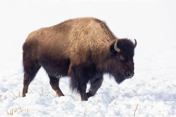 istock Buffalo Grazing in Winter 1207761971