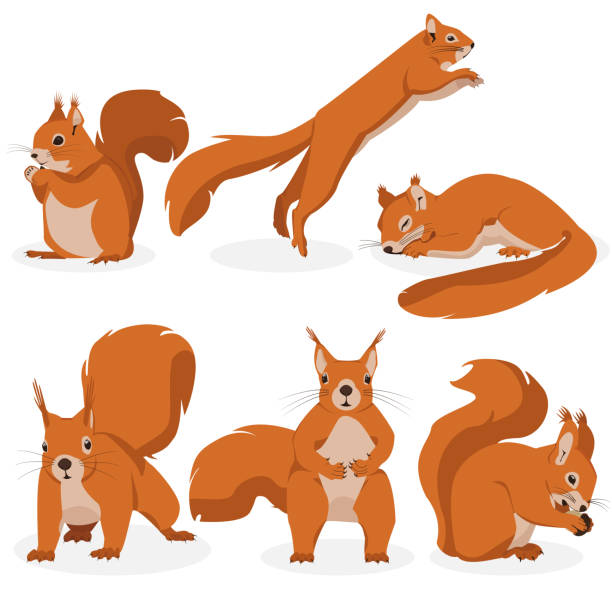 wektor zestaw wiewiórek w różnych pozach. ilustracja wiewiórek o różnych emocjach - wiewiórka stock illustrations