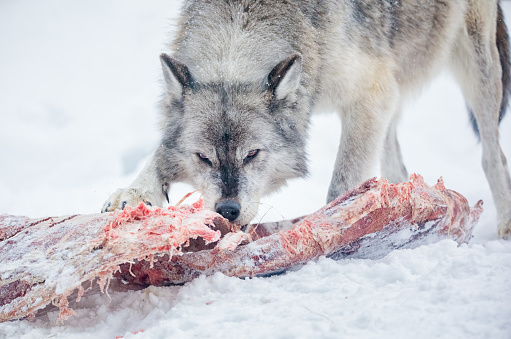 Gray Wolf (Canis lupus) feeding on a carcass in winter