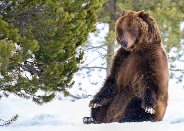 istock Grizzly Bear in Winter Snow 1207762130