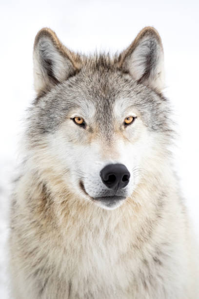istock Gray Wolf Close-up in Winter 1207762975