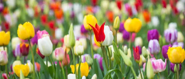 Photo of Panoramic photo of beautiful bright colorful multicolored yellow, white, red, purple, pink tulips on a large flower-bed in the city garden, close up. Multicolored flower panorama.