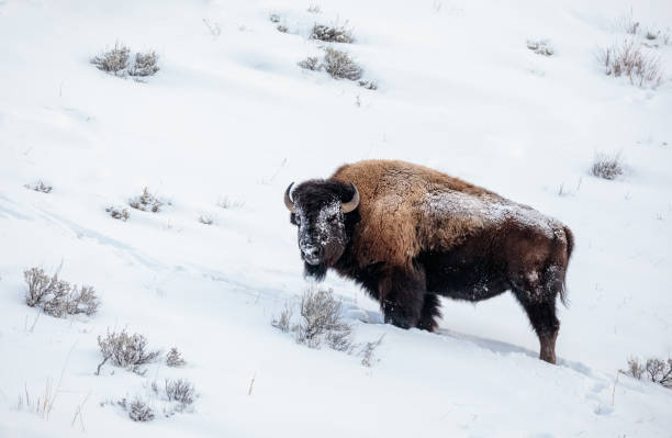 istock Buffalo in winter snow 1207763122