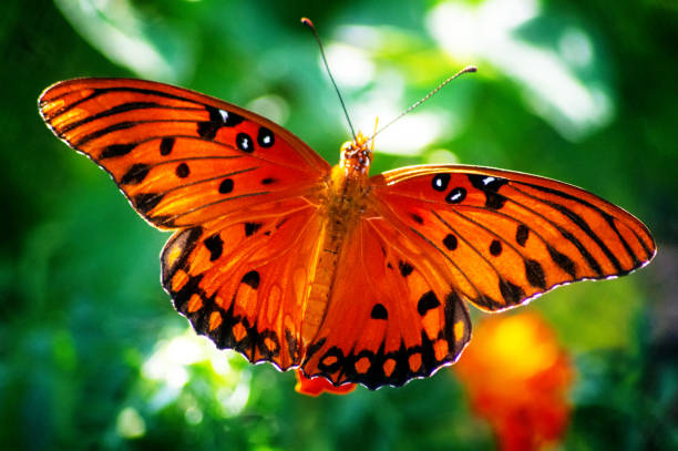 istock Butterfly in Garden 1 1207763229