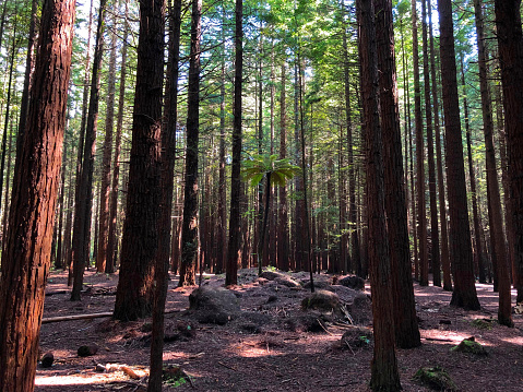 Redwood tree forest in Rotorua, Whakarewareka, New Zealand. Shot on iPhone X
