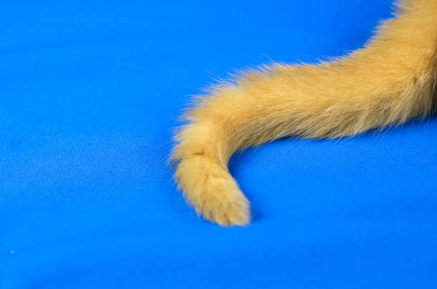 Kitten scratching fabric sofa, couch,  furniture.  Cute funny kitten, pets, Sharpening claws