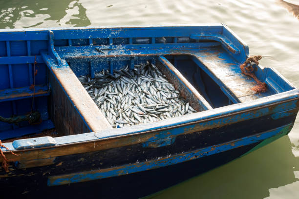 istock Blue boat with sardines, Essaouira, Morocco 1207766677