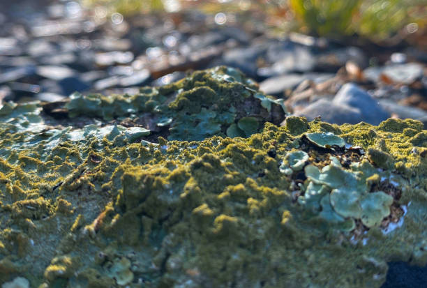 the lichen covering the branches