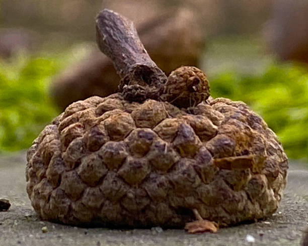 Close up on the forest floor... Acorns