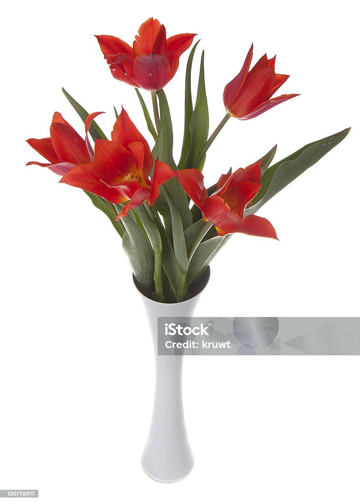 Schöne Rote Tulpen in einer vase, die isoliert auf weiss - Lizenzfrei Baumblüte Stock-Foto