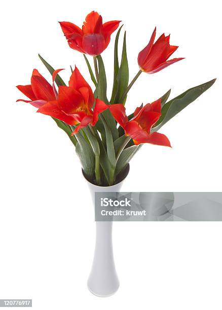 Schöne Rote Tulpen In Einer Vase Die Isoliert Auf Weiss Stockfoto und mehr Bilder von Baumblüte