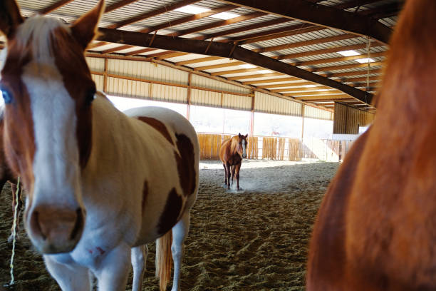 Horses in barn wide angle view