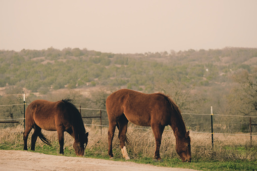 Two mare horses graze in rural Texas landscape, hills in background.