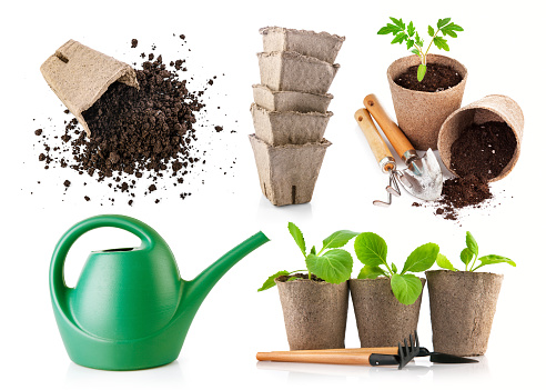 Gardening farming. Seedlings tomato and cabbage in peat pot with scattered soil and garden tool. Set for growing in bed with watering can. Isolated on white background.