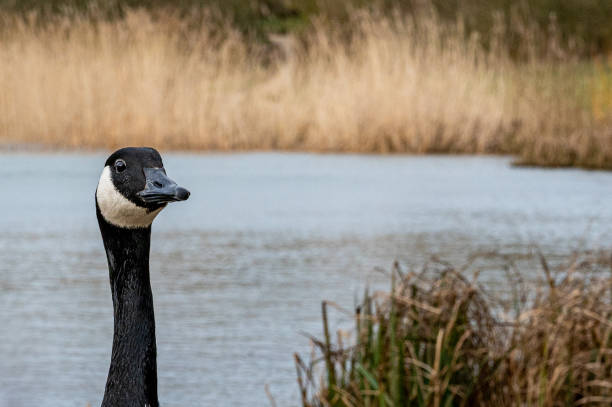 Portrait of a Canada Goose (branta canadensis) Portrait of a Canada Goose (branta canadensis) anseriformes photos stock pictures, royalty-free photos & images