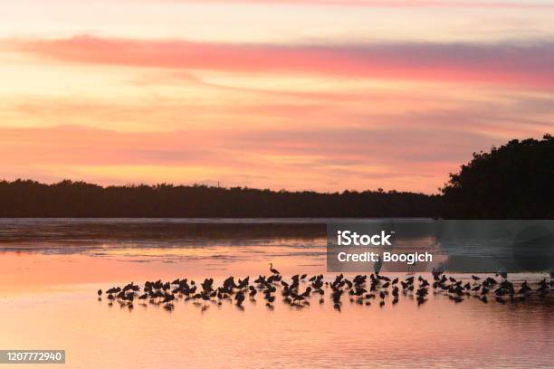 Sunset With Silhouette Of Birds In Ding Darling National Willdlife Refuge In Sanibel Island Florida Stock Photo - Download Image Now
