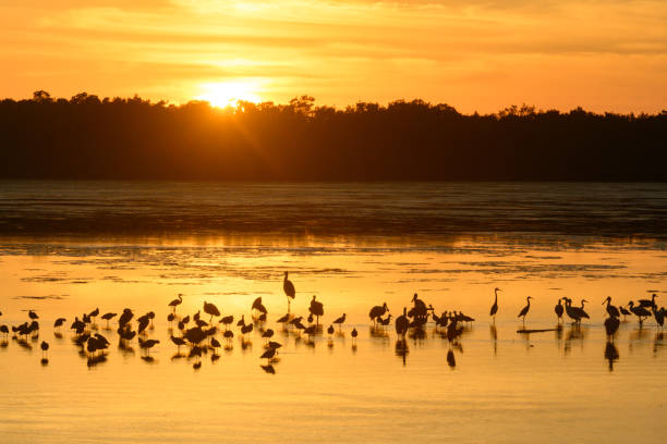 Sunset with Silhouette of Birds in Ding Darling National Willdlife Refuge in Sanibel Island Florida This is a photograph of birds in silhouette of the beautiful orange sunset with clouds over the mangrove forest in Ding Darling National Wildlife Refuge in Sanibel Island, Florida, USA. ding darling national wildlife refuge stock pictures, royalty-free photos & images