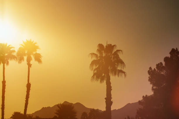 istock Palm trees in Arizona at sunset 1207774533