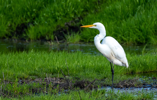 Great egret posing on N. Staten Island Road, in Lodi, California