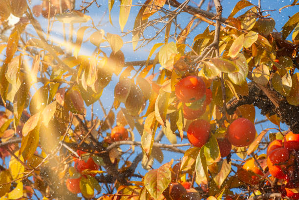 Sun flare shining through an orange persimmon tree. Beautiful Autumn nature