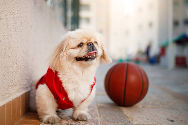 Stylish dogs