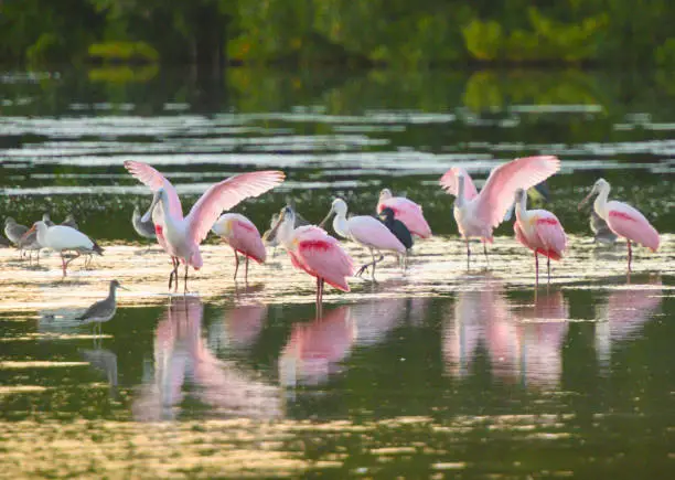 Photo of Flock of Wild Roseate Spoonbill Birds in Ding Darling National Wildlife Refuge in Florida USA
