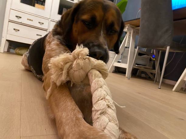 istock Dog playing with piece of rope 1207776785