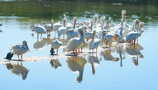 This is a photograph of a flock of white pelican birds in the water at Ding Darling National Wildlife Refuge in Sanibel Island, Florida, USA.