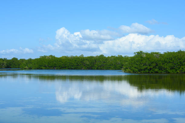 paysage d’arbre de mangrove dans ding darling national wildlife refuge en floride etats-unis - ecological reserve tree reflection land feature photos et images de collection