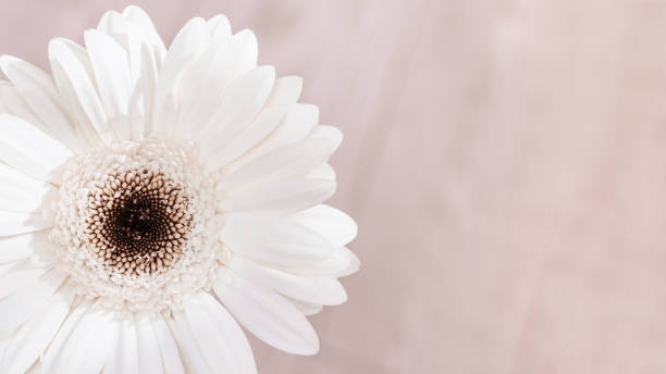 istock White gerbera natural flower on light background with copy space for your text. Greeting card for Birthday, wedding day or Womans Day. Selective focus. 1207777924