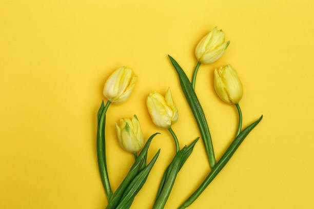 istock Blooming yellow flowers tulip as blossom tree on paper background with copy space. Spring flowers for holiday, women or at mothers day. Flat lay 1207778376