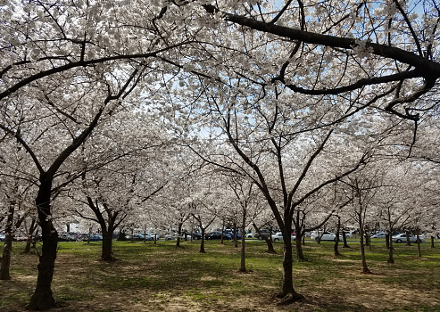 Canopy of cherry trees in full bloom during the springtime Cherry Blossom Festival in Washington DC, USA.