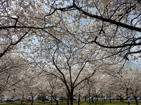 Canopy of cherry trees in full bloom during the springtime Cherry Blossom Festival in Washington DC, USA.
