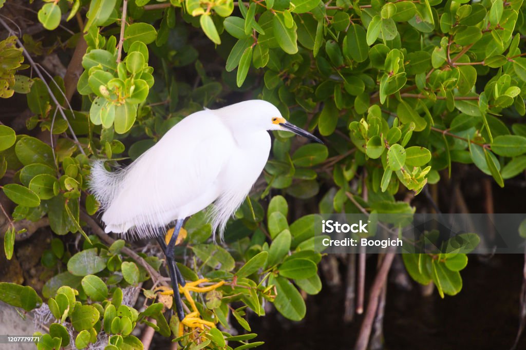Wild Snowy Egret Bird in at Ding Darling National Wildlife Refuge in Florida USA This is a photograph of one Snowy Egret perched on a mangrove tree at Ding Darling National Wildlife Refuge in Sanibel Island, Florida, USA. Florida - US State Stock Photo