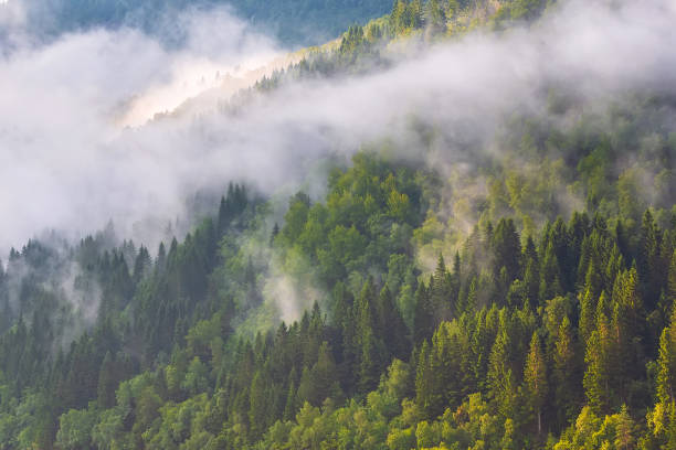 istock Pine trees silhouette forest with fog clouds 1207779962