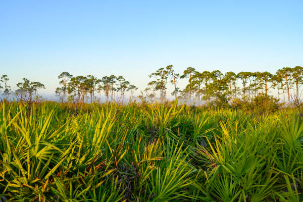 green saw palmetto e florida pine tree landscape em nápoles florida - florida palm tree sky saw palmetto - fotografias e filmes do acervo