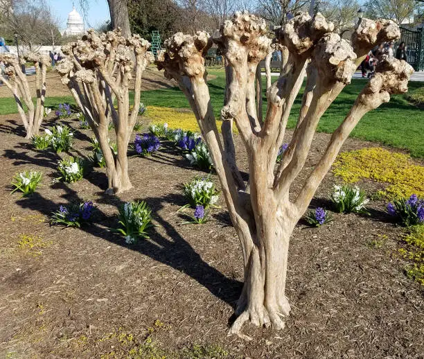 Pruned Crape Myrtle tree trunks in a flower bed ready to start blooming, for early spring landscapes.