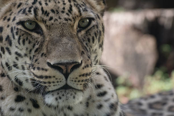 istock Close up portrait of a leopard 1207780413