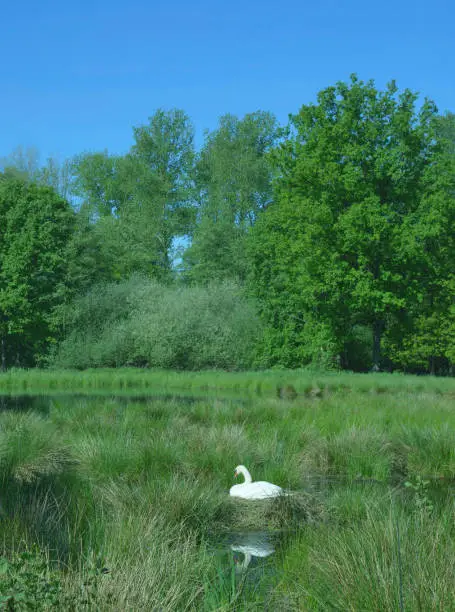 incubating Swan on Nest in Schwalm-Nette Nature Reserve,Rhineland,Nettetal,Germany