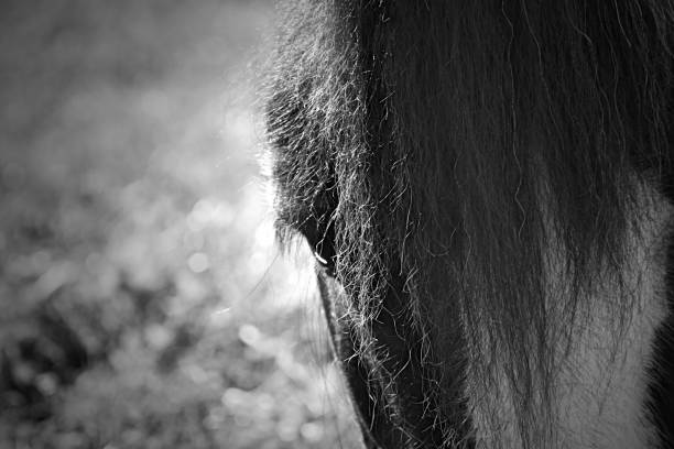 istock Bland and white horse close up 1207783053