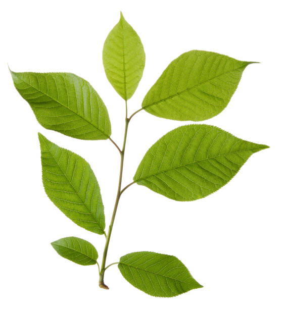 istock Green cherry leaves on branch isolated on white background 1207784761