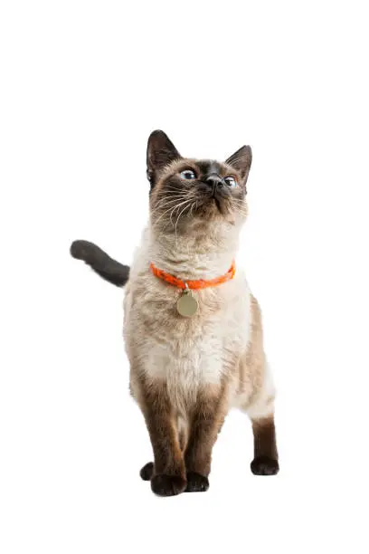 A beautiful cat stands and looks up. Thai breed. The background is isolated.